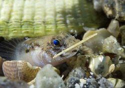 Painted Goby - playing frisbee.
Aughrusmore, Connemara.
... by Mark Thomas 